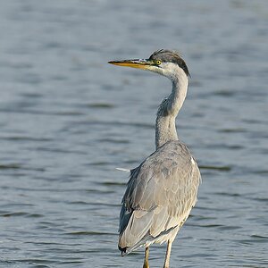 20110911 26530 [NIKON D2Xs] 600 mm,1 640 Sek. bei ƒ   6,3