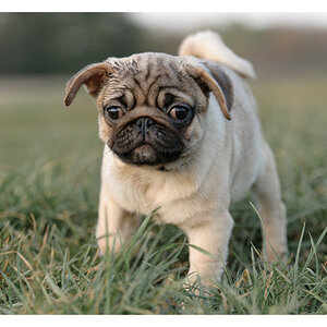 Hundebaby