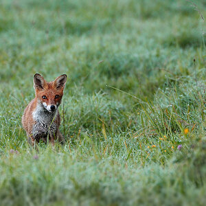 Fuchs3555