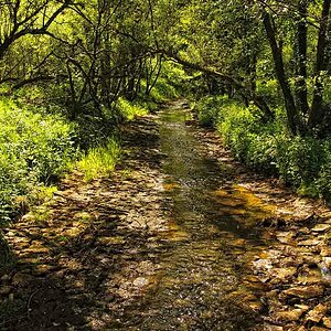 Bachlauf in Daun
