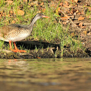 Zwerbindenralle (African Finfoot)
am Lufupa River, Kafue Nationalpark
7139