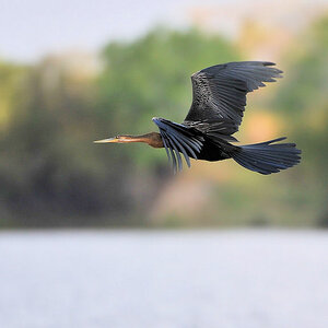 Schlangenhalsvogel (Darter)
Lufupa River, Kafue
4548