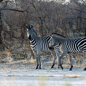 namibia 40