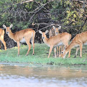 Pukus
am Lufupa River, Kafue
4605