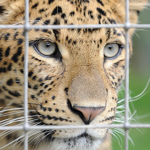 Der Gefangene
- China-Leopard
Zoo Karlsruhe