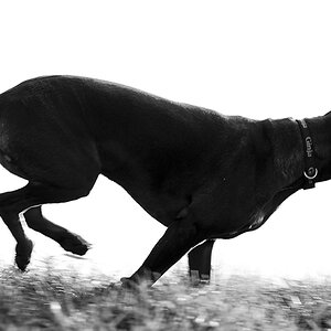 sw gegenlicht hund