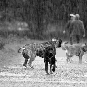 Mistwetter