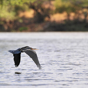 Schlangenhalsvogel (Darter)
am Lufupa River, Kafue
4576