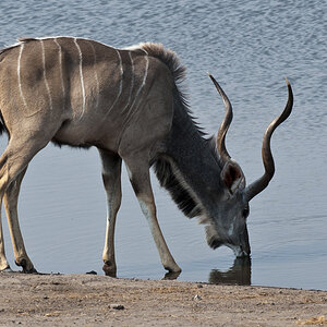 namibia 52