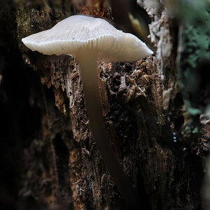 S Pilz2n