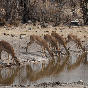 namibia 53
