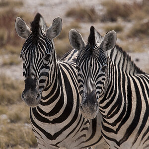 namibia 54