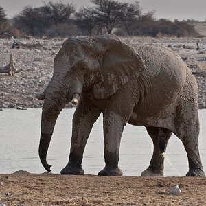 namibia 55
