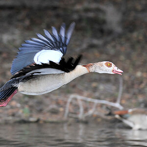 Nilgänse 
am Lufupa River, Kafue
4652