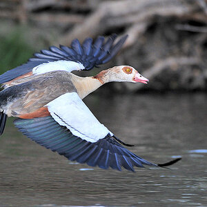 Nilgans
Lufupa River, Kafue
4655