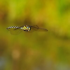 BlaugrueneMosaikjungferimFlug