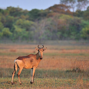 Lichtensteins Kuhantilope
bei Musanza, Kafue
4747