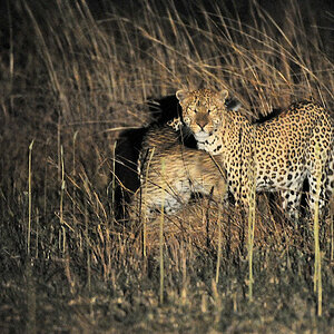Leopardendame schmust mit ihren Auserwählten
bei Musanza, Kafue
5601
