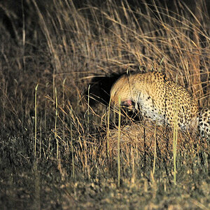 Beim Höhepunkt beißt der Leo seiner Mietze zärtlich in den Nacken. 
bei Musanza, Kafue
5613