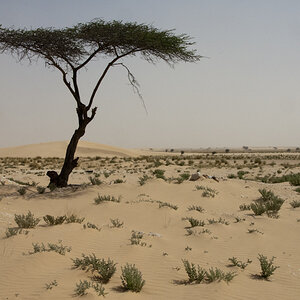 Sahara Baum