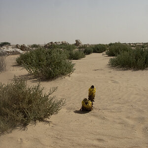 Sahara Pflanze 3
