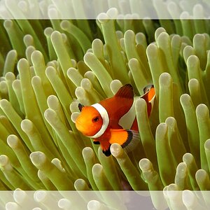 Clownfisch 04s