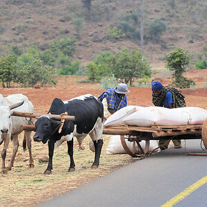 Ochsenkarren beim Transport der Ernte
in Karatu
5676