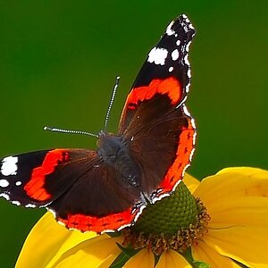 Schmetterling