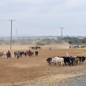 Massai auf dem Weg zum Viehmarkt in Duko Bovu
5923