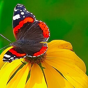 Schmetterling-2