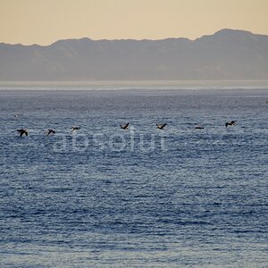birds