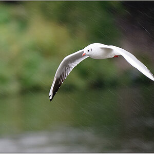 Möwe bei Sauwetter