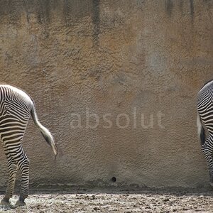 zoo