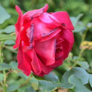 04102011 Blume (5)