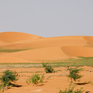 Sahara grün