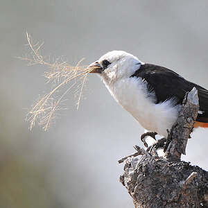 Starweber (White Headed Buffelo Weaver)
Serengeti
5298