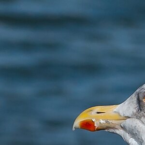 Nordsee297