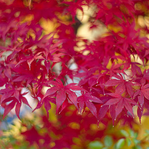 Leica M9 • Summilux 50/1.4 (non asph.) • ISO 160 • 1.4 / 1/350s