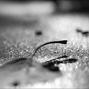 BlattDSC 0153
