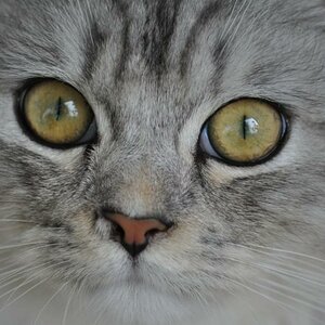 Augen Nico