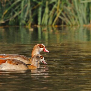 Nilgänse
