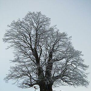Gerichtslinde