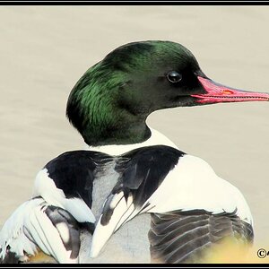 • Fischer mit Säge und Haken •

• Gänsesäger (Lat.: Mergus merganser)
• Nikon D300 mit Nikkor AF 4,0/300mm If D ED •
• Aufnahme aus freier Natur (Main