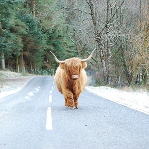 King of the road
