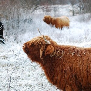 Highland cattles