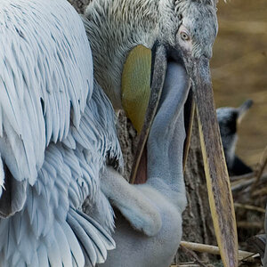 Pelikan Nachwuchs im ältesten Zoo der Welt