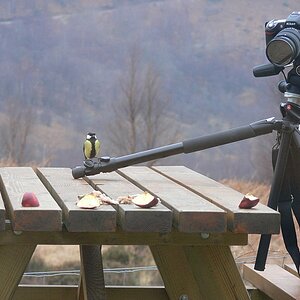 Lumix FZ30 - Warten auf den Frühstücksgast (durch das geschlossene Küchenfenster geschossen)
