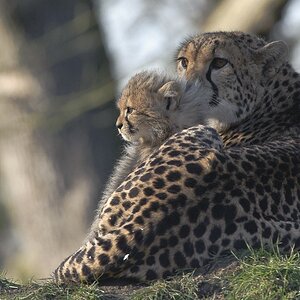 20090125 6500 [D700 LR2 D2XMode2]   F7,1 420,00mm