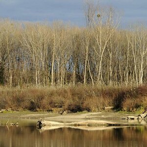 Aubäume