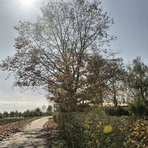 DSC0033b